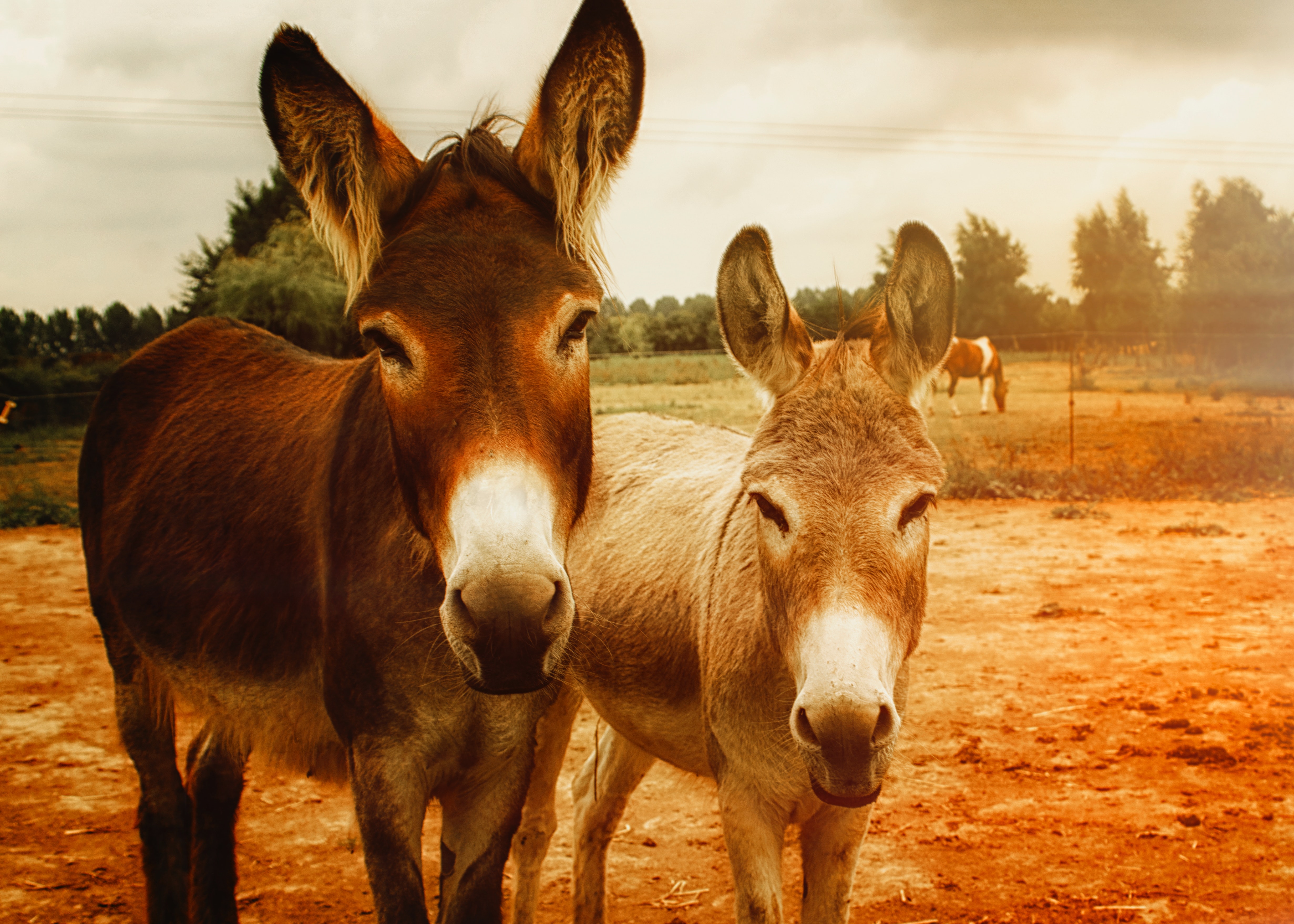 two brown-donkeys-768078
